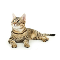 Товары для кошек
