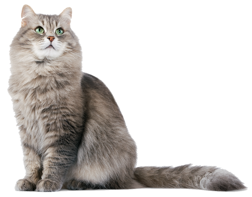 Питание для кошек